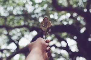 知识科普“樱花牛牛有挂没”详细教程