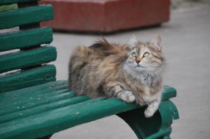 玩家必备攻略“皇后牛牛透视挂辅助下载”(原来真有挂)-知乎