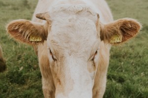 分享给大家“天酷牛牛是不是有挂”［果然有透视挂］