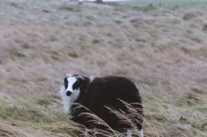 分享给大家“熊猫牛牛可以开挂吗”［外卦神器下载］