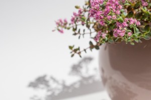 玩家必看“新猴王拼三张其实是有透视软件”开挂详细方法