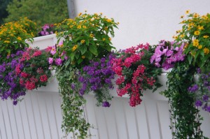 今日重大发现“花花生活圈究竟有挂吗”［太坑了原来有挂］