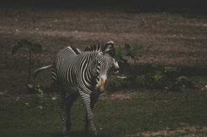 实测分享“红豆娱乐斗牛到底可以开透视挂吗”(原来真有挂)-知乎