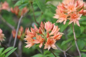 [分享]“麦穗怎么开挂”(原来确实是有挂)