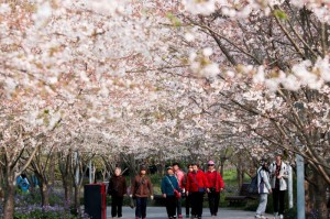 [分析]“流樱大厅可以开挂吗”有挂详细开挂教程