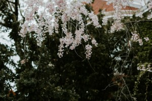 终于出现"“樱花众娱果然有挂”(原来有挂)