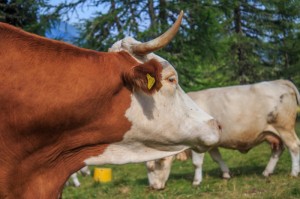 重大通报“红豆娱乐牛牛究竟有透视挂吗”(确实有挂)-知乎