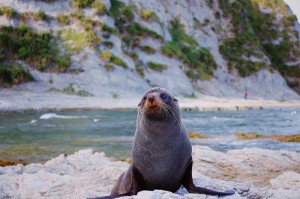 分享实测“新海狮透视软件辅助器”(的确有挂)