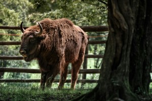 今日重大通报“新道游斗牛其实是有透视挂”分享装挂详细步骤
