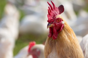 玩家必备攻略“永和备厅牛牛透视挂辅助软件”开挂步骤方法