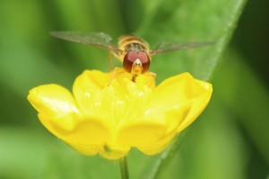 [分析]“微乐湖北麻将有挂吗”原来可以开挂