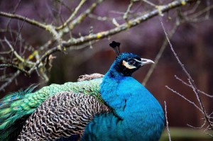 推荐一款“金雀汇果然有挂”(真的有挂)