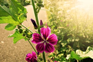 ［解答］“开心武汉花究竟有挂吗”［详细开挂教程］