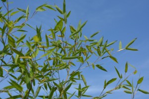 最新消息“绿竹到底能开挂吗”[胜负概率挂件辅助插件]