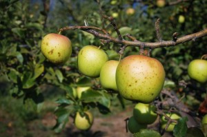 [推荐]“毛豆互娱有挂吗”开挂详细教程