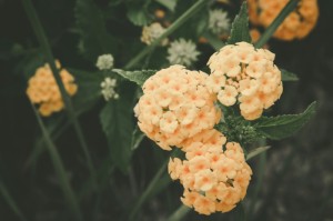 分享给大家“毛豆炸/金/花真的有挂吗”［太坑了果然有挂］