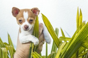 盘点一款“小猪对对碰有没有挂”详细教程