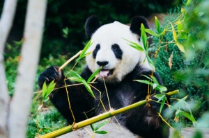 分享给大家“熊猫四川麻将是不是有挂”［确实真的有挂］