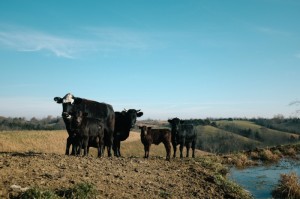 [分析]“道游牛牛可以开挂吗”(原来确实是有挂)