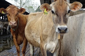 重大通报“皇家牛牛其实有辅助器”(确实有挂)