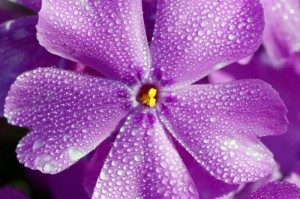 攻略推荐“花花生活圈到底有没有挂”[详细开挂玩法]