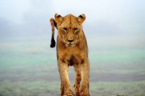 必看实操“迅奇牛牛果然有挂”原来真的有挂