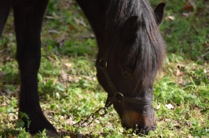发现一款“字牌达人秀可以开挂吗？”(原来有挂)