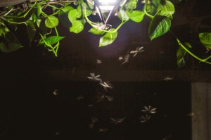 [推荐]“疯狂动物城有挂吗”有挂详细开挂教程