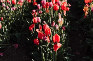 总结文章“开心武汉花可以开挂吗？”教你装挂教程