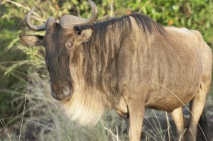 玩家必看“新海狮牛牛能不能开透视挂”(原来有挂)