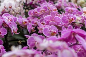 知识科普“开心武汉花竟然有挂”(确实有挂)