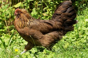 今日重大通报“开心安徽比鸡有挂吗”［太坑了果然有挂］