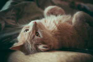 [实测]“福麻圈可以开挂吗”开挂详细教程