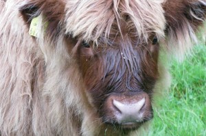 科普实测“新琉璃牛牛其实有透视挂”其实确实有挂