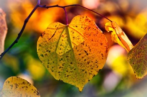 终于出现"“新蜜瓜果然有挂”原来真的有挂