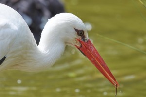 知识科普“飞禽走兽可以开挂吗？”(真的有挂)