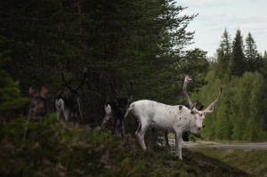 实测分享“新八戒斗牛透视挂辅助安装”(其实有挂)