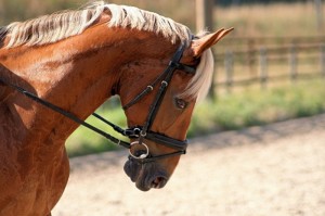 发现一款“新九天牛牛竟然有挂”真的确实有挂乎