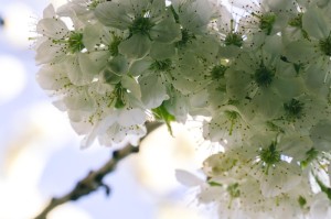 [实测]“樱花之盛牛牛可以开挂吗”开挂详细教程