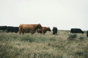 [分享]“新好游牛牛怎么开挂”(原来确实是有挂)