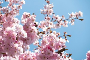 知道“樱花之盛牛牛可以开挂吗？”玩家曝光开挂流程