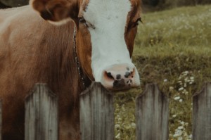 [解答]“新好游牛牛有挂吗”原来可以开挂