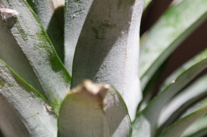 [分享]“智星德州菠萝到底有没有挂”(确实真的有挂)