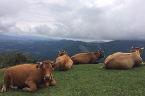 玩家攻略科普“新卡农牛牛有没有挂”［其实是有挂］