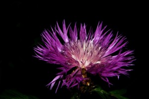 揭秘一下“新蛮王金花开挂软件”玩家曝光开挂流程