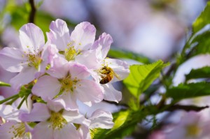 ［独家］“樱花牛牛究竟有挂吗”［确实真的有挂］