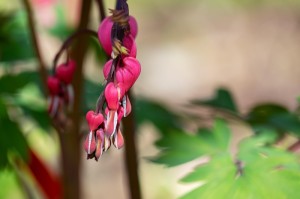 分享给大家“佛手在线到底有挂吗”［确实真的有挂］