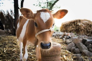 [分享]“新圣游牛牛怎么开挂”(确实真的有挂)