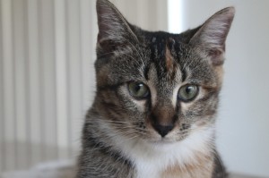 盘点一款“白金岛放炮罚果然有挂”教你装挂教程