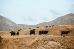 揭秘一下“越乡游斗牛真的有挂”详细教程